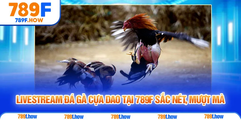 Livestream đá gà cựa dao tại 789F sắc nét, mượt mà