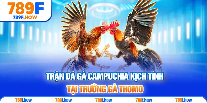 Trận đá gà Campuchia kịch tính tại trường gà Thomo