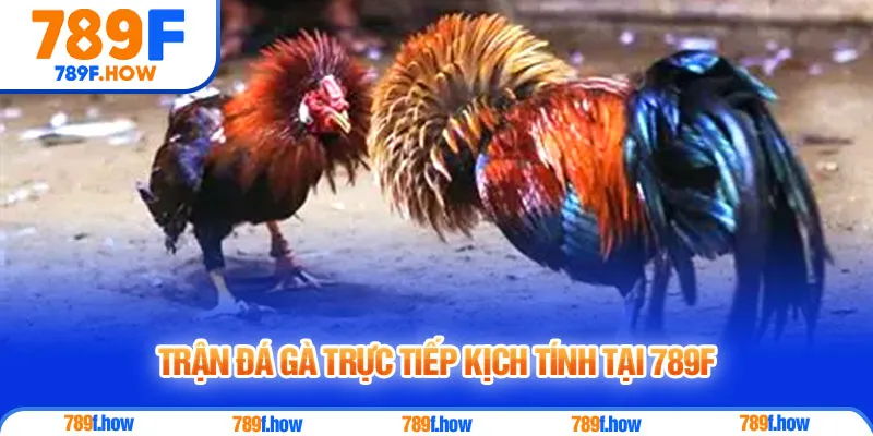 Trận đá gà trực tiếp kịch tính tại 789F