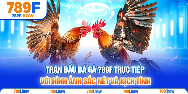 Trận đấu Đá Gà 789F trực tiếp với hình ảnh sắc nét và kịch tính